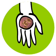 Dibujo de manos sosteniendo una papa organica