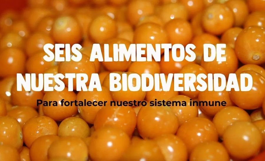 Seis alimentos de nuestra biodiversidad