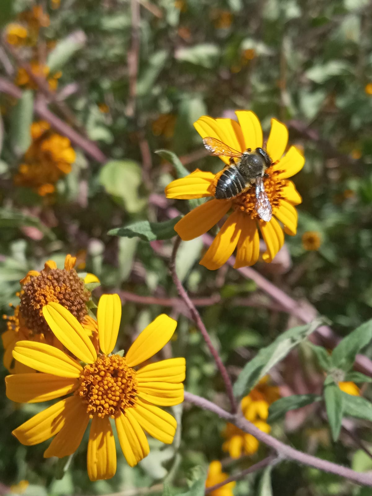 Abejas nativas en La Paz, Bolivia
