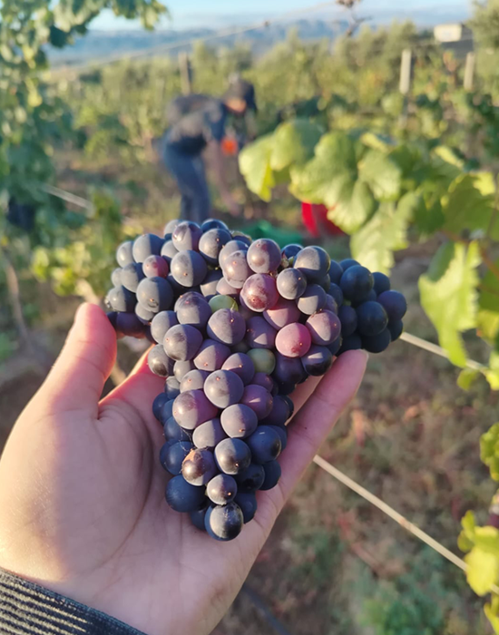 Uvas negras de viñedo tarijeño