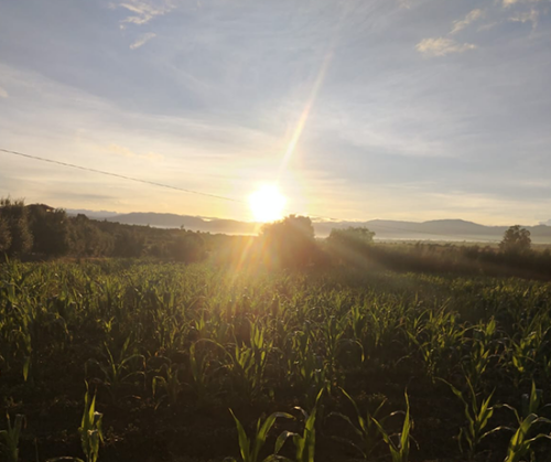 Atardecer sobre campos de cultivo