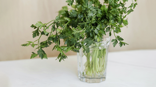 conserva de planta fresca