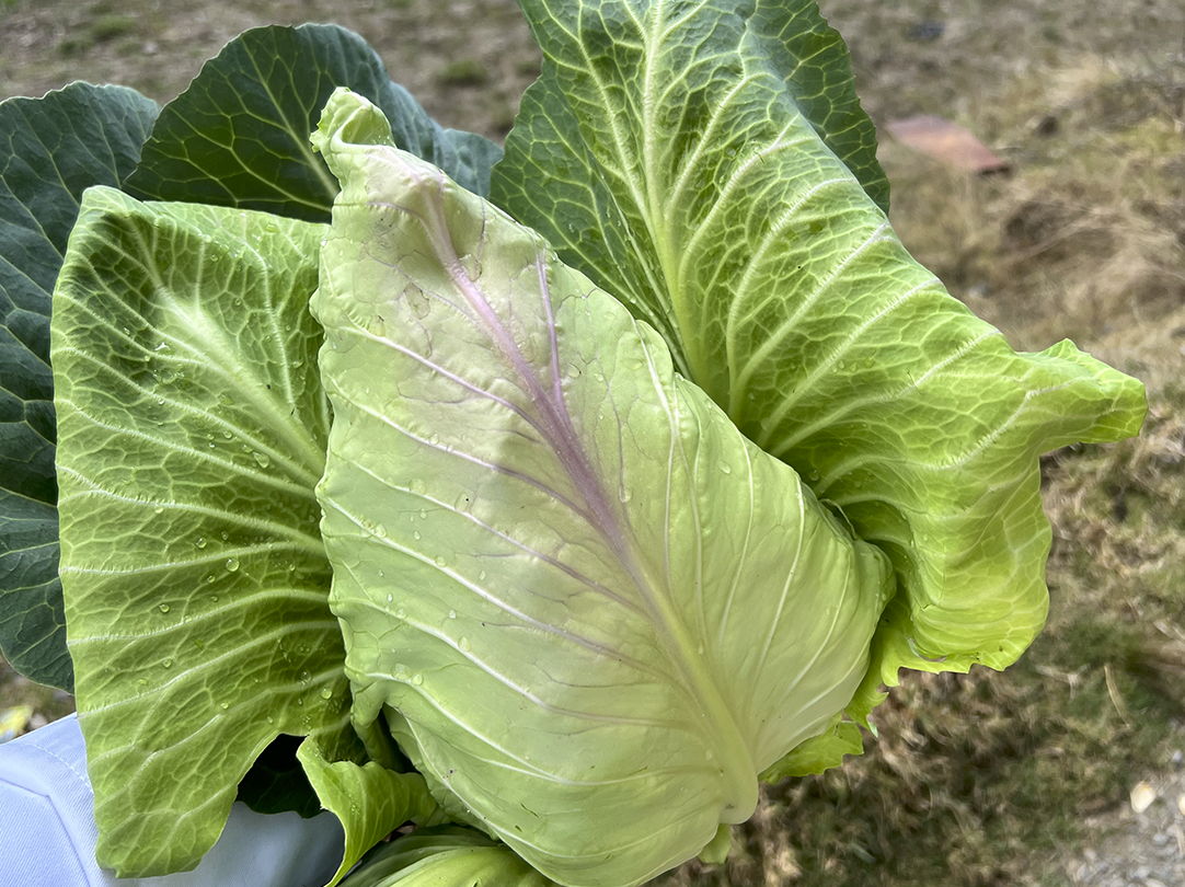 vegetal por ser cosechado